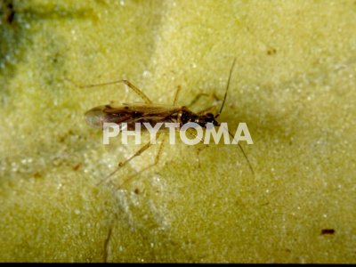 Adulto de Dicyphus errans